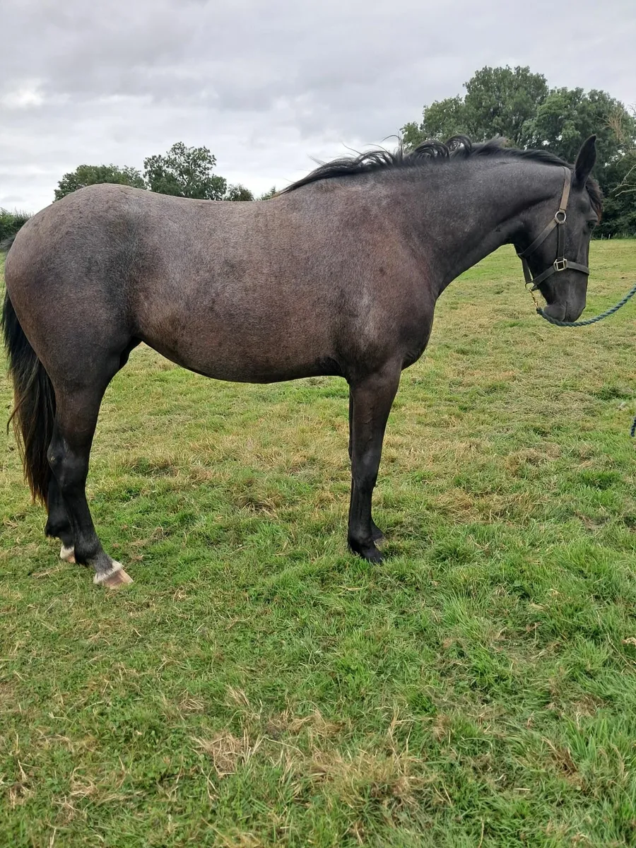 Horse - Image 4