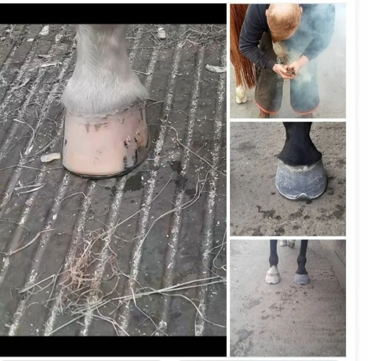 Farrier available dublin wicklow