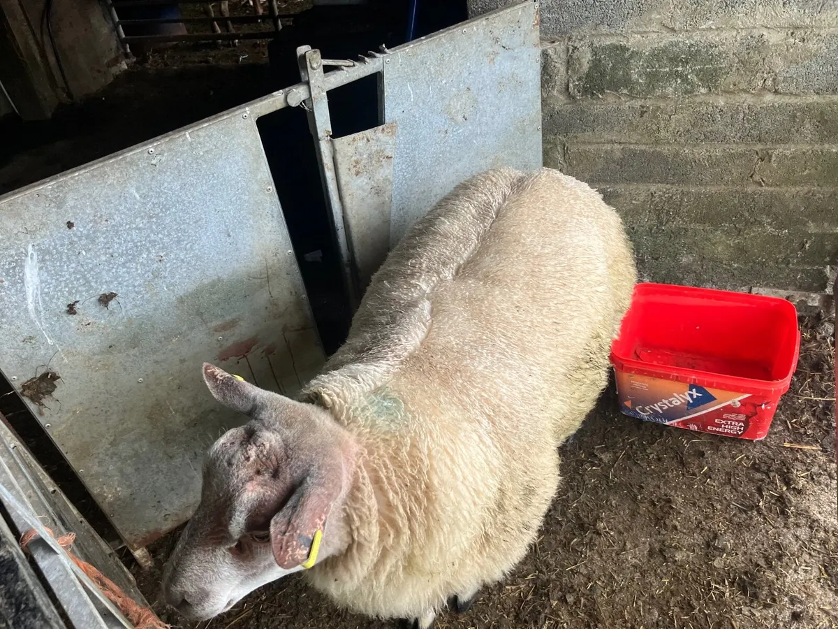 2 roubex ram  lambs - Image 1