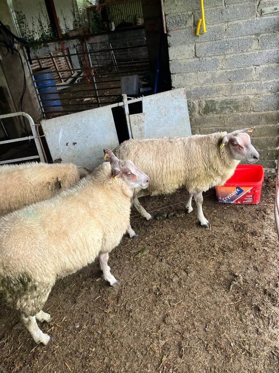 2 roubex ram  lambs - Image 2