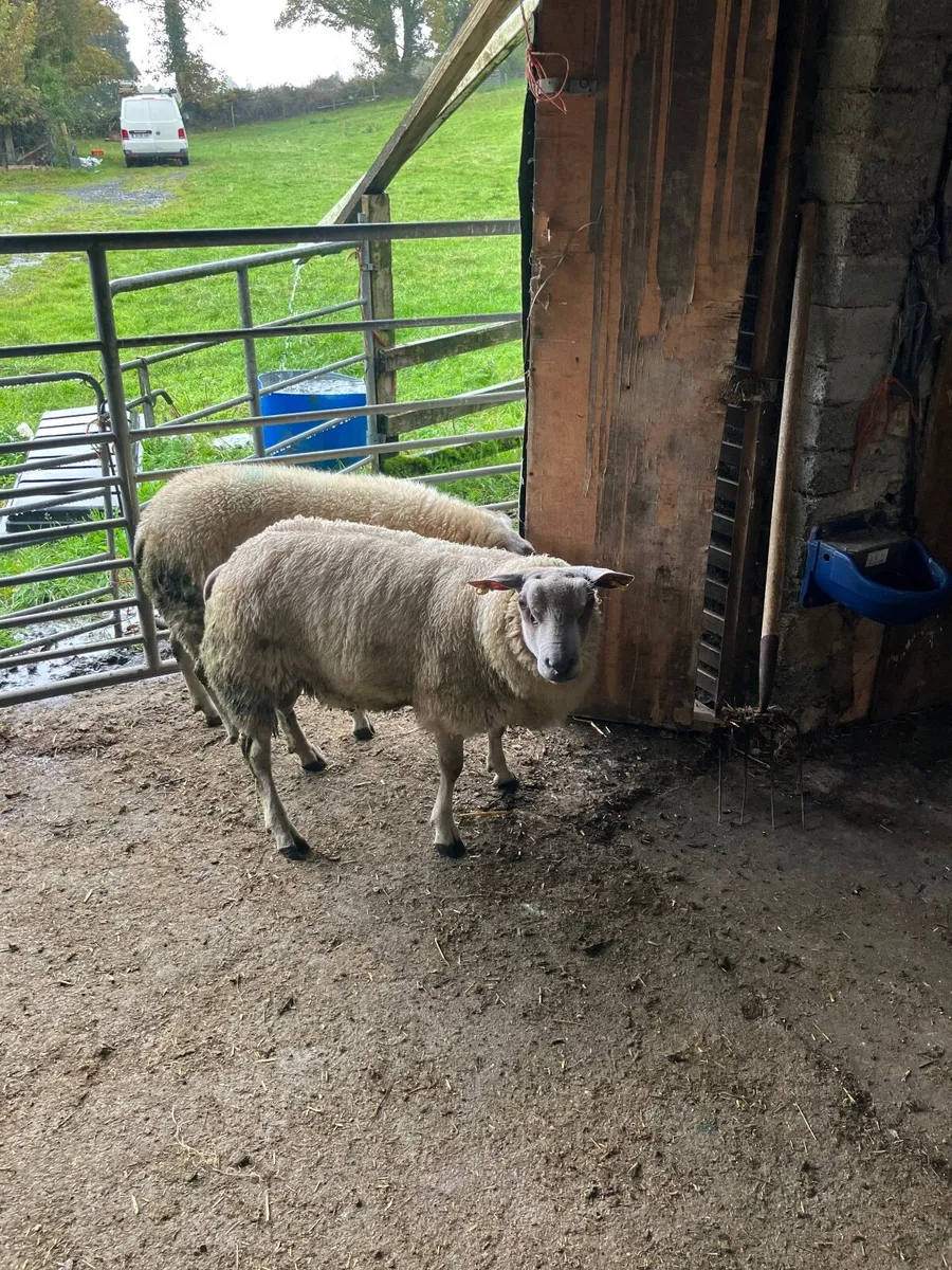 2 roubex ram  lambs - Image 3