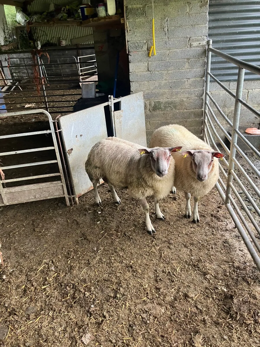 2 roubex ram  lambs - Image 4