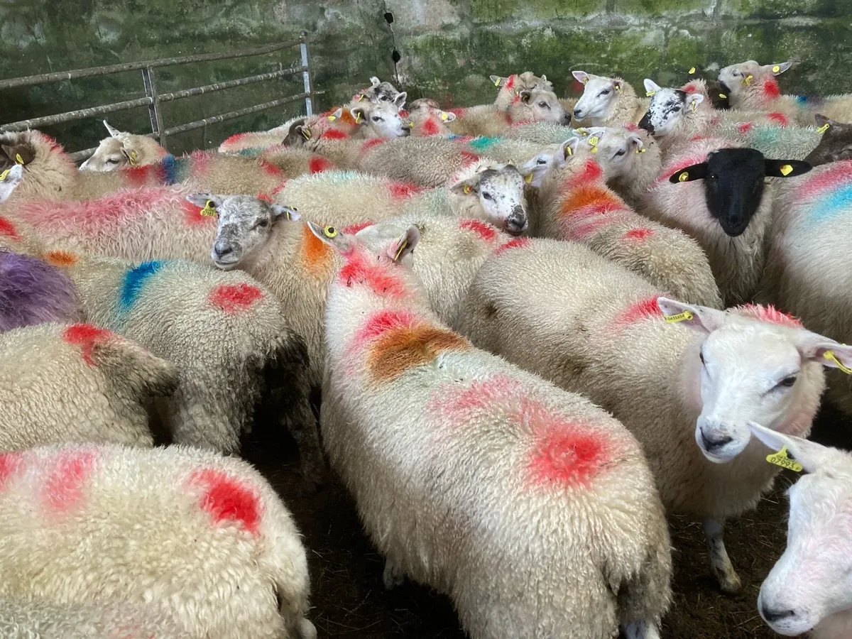 Ewe lambs - Image 1