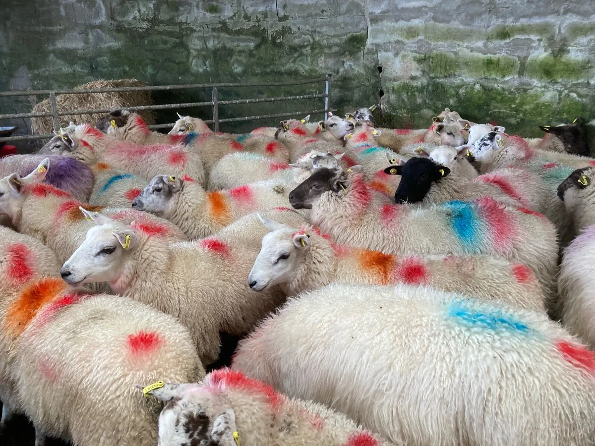 Ewe lambs - Image 3