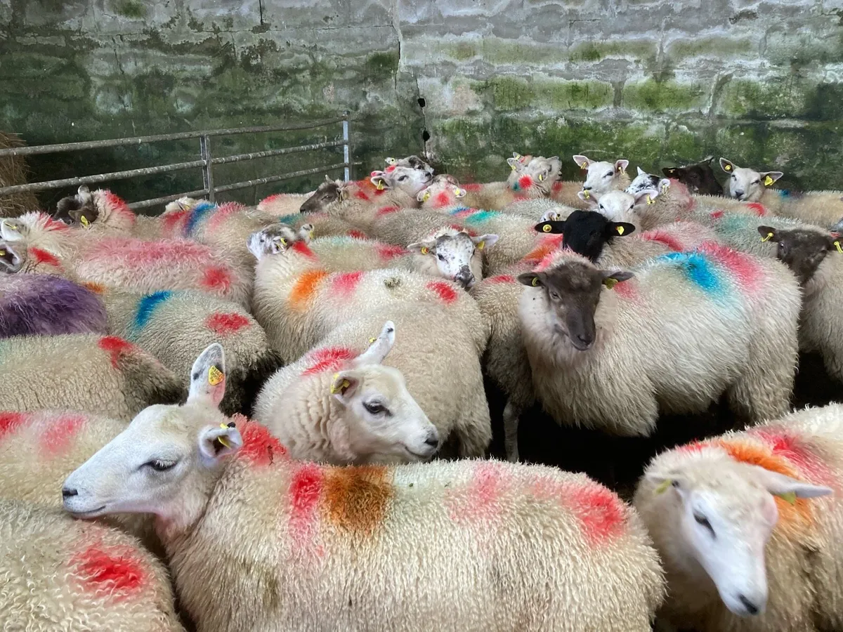 Ewe lambs - Image 4