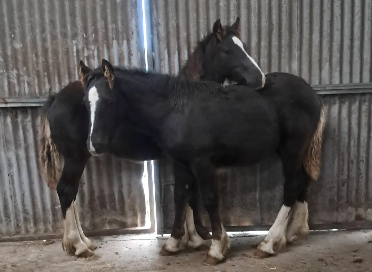 Colt foals - Image 1