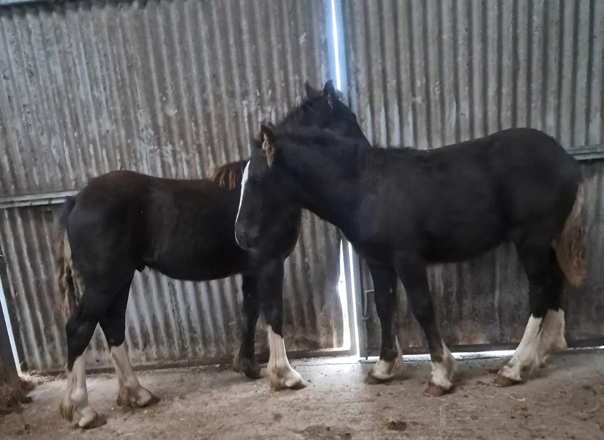 Colt foals - Image 2