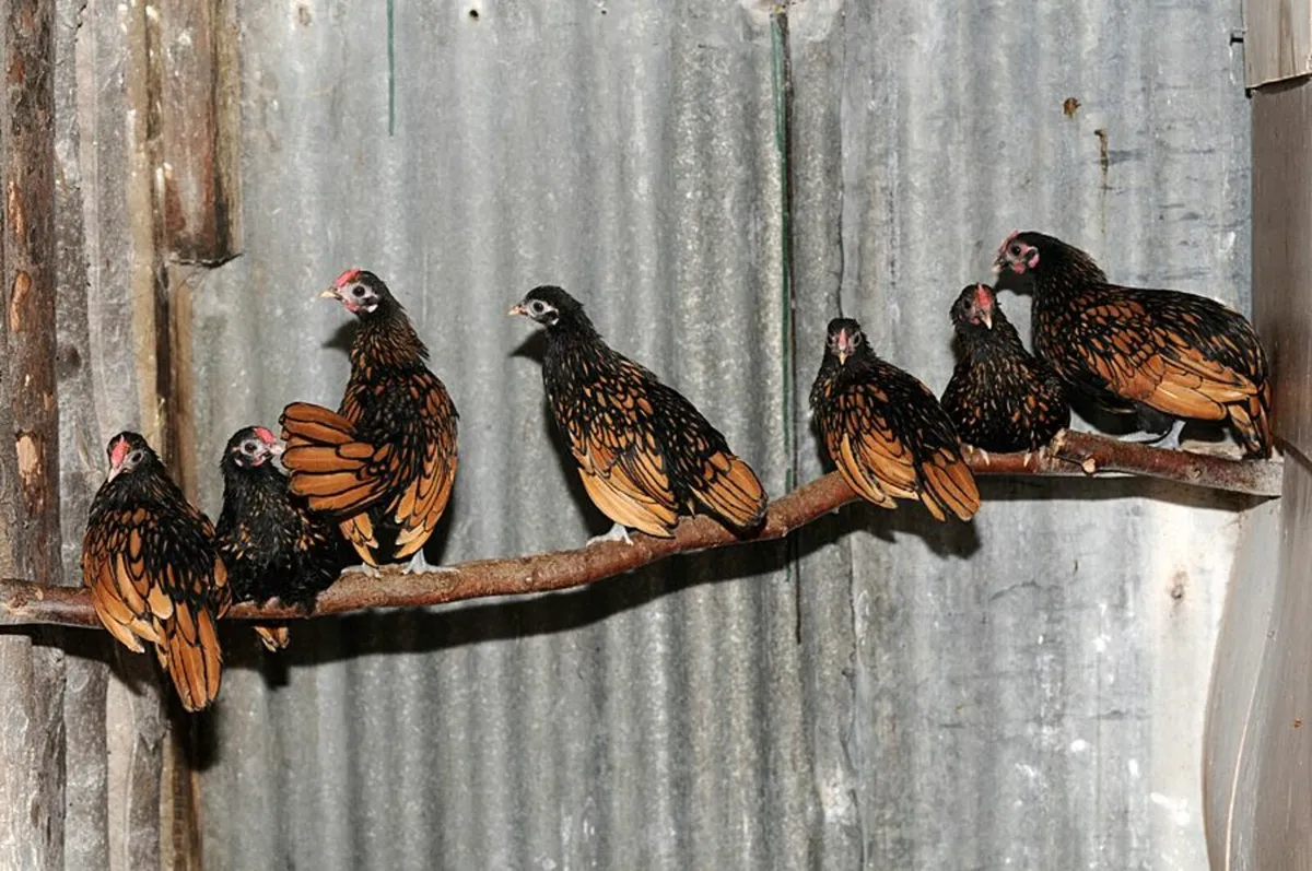 hatching hen - Image 2