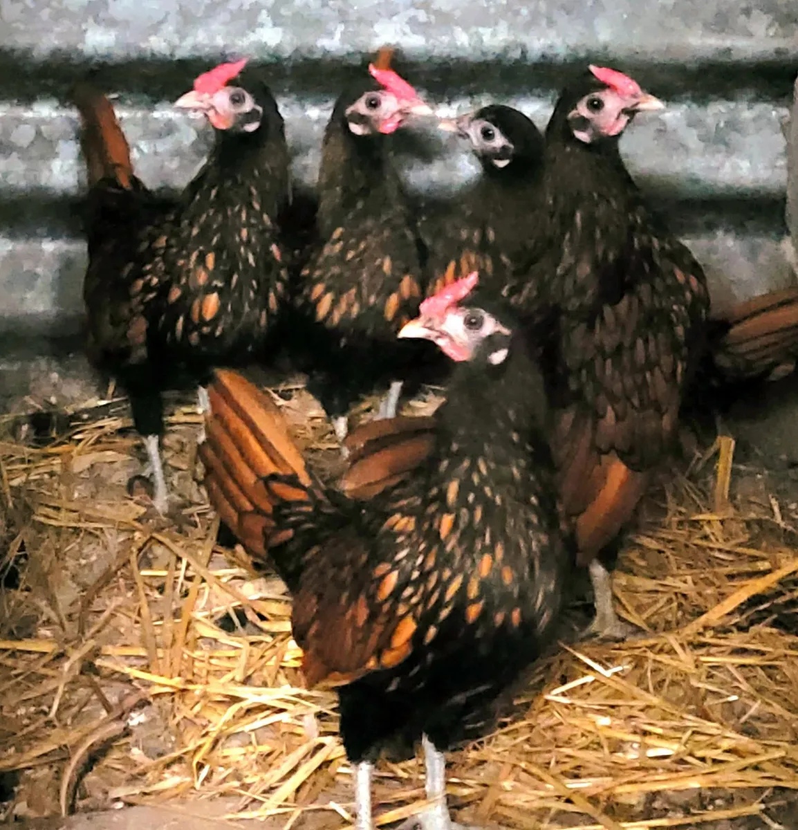 hatching hen - Image 3
