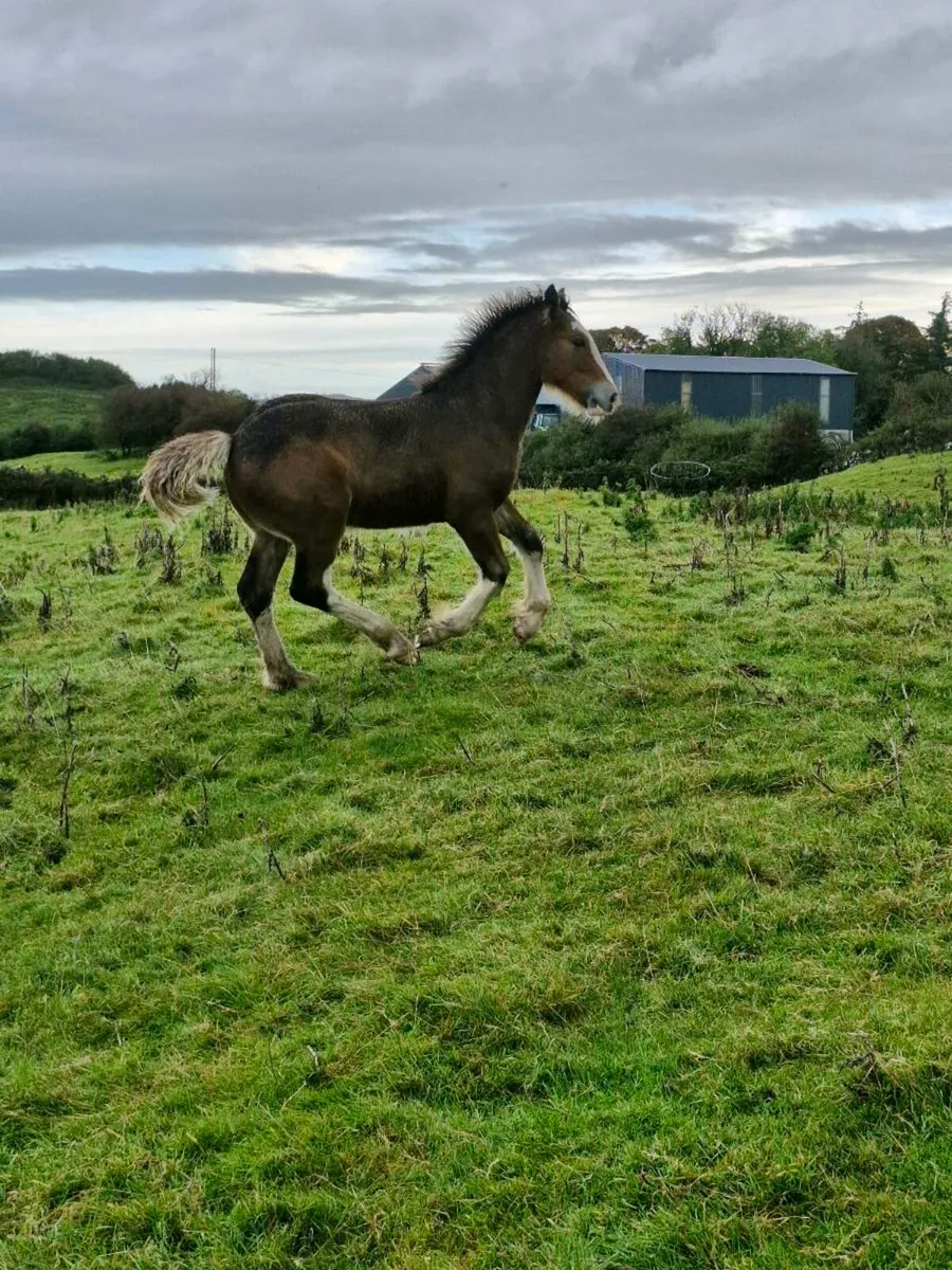 colt foal - Image 1