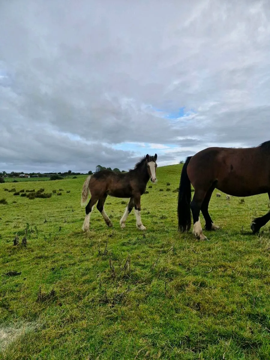 colt foal - Image 2