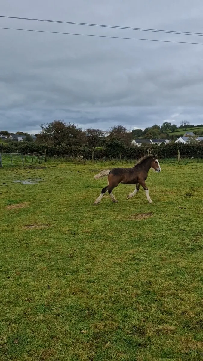 colt foal - Image 3