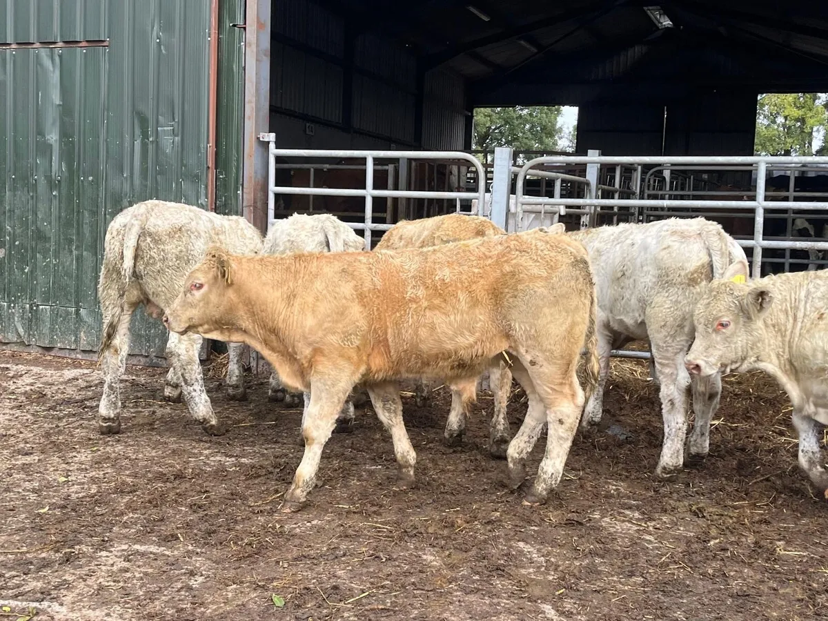 6 super 280 kg charlaois bull weanlings - Image 1
