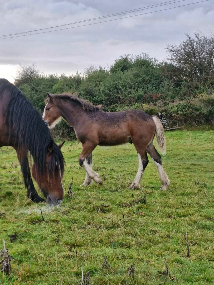 colt foal - Image 4