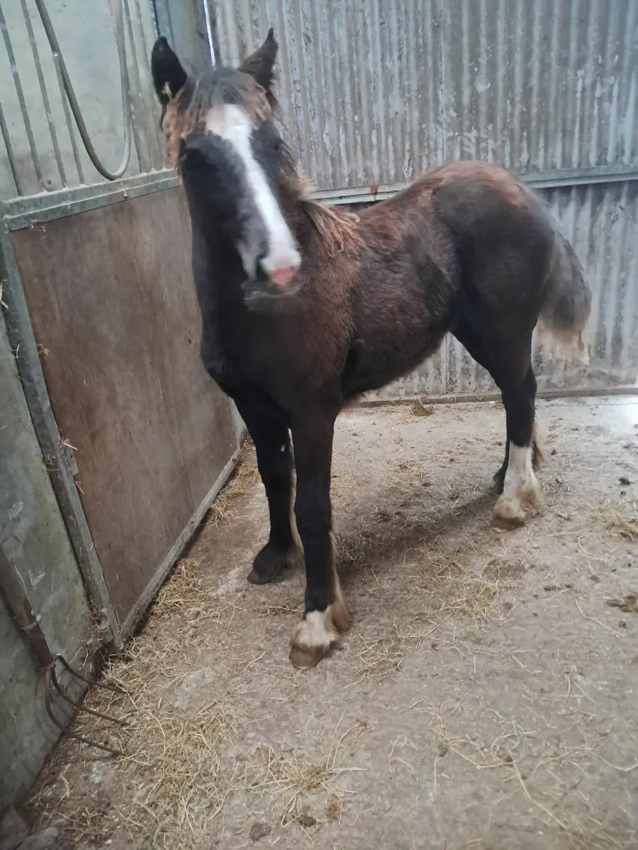 Filly foal - Image 2
