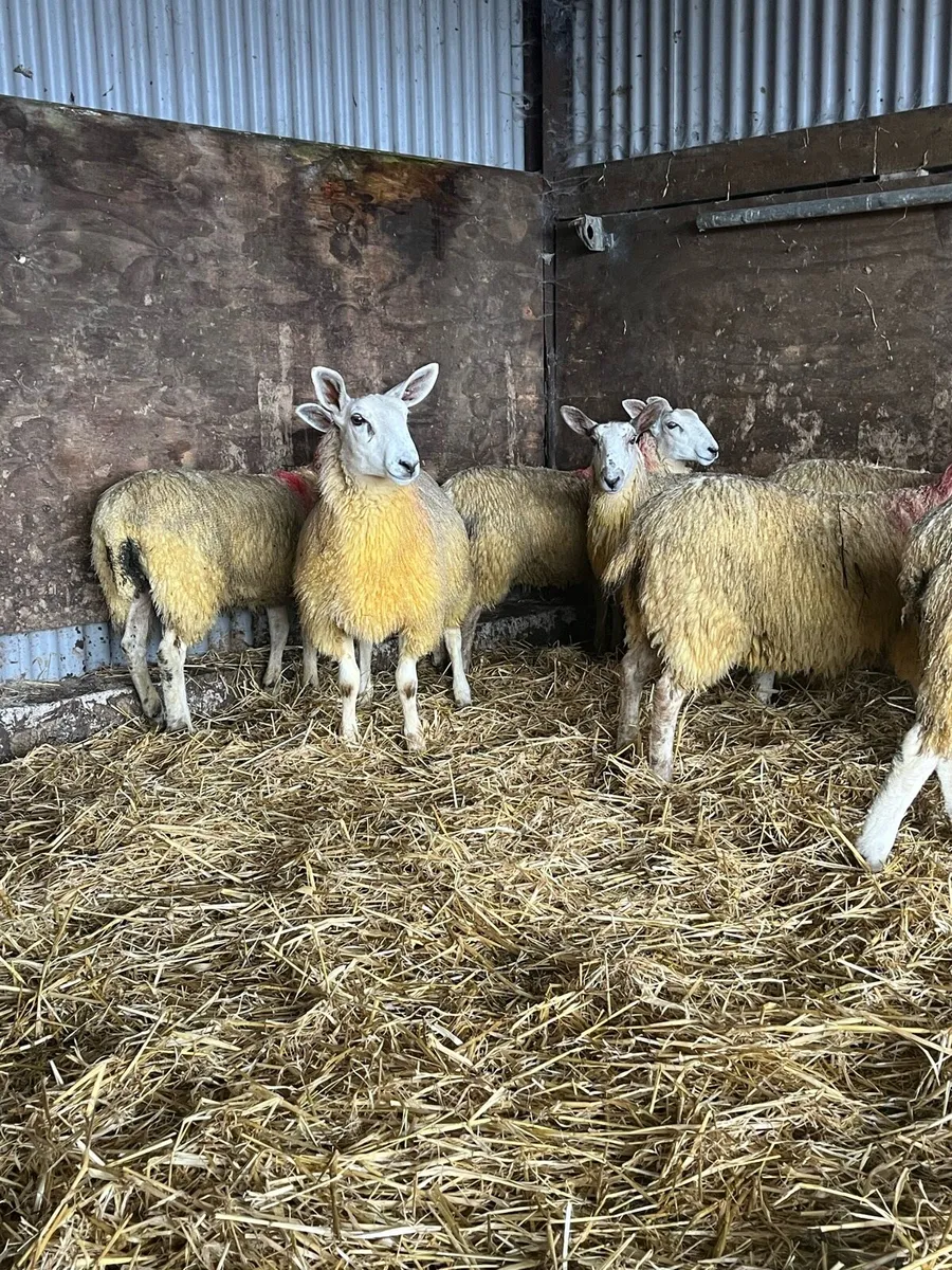 BFL/NNC Ewe lambs - Image 1
