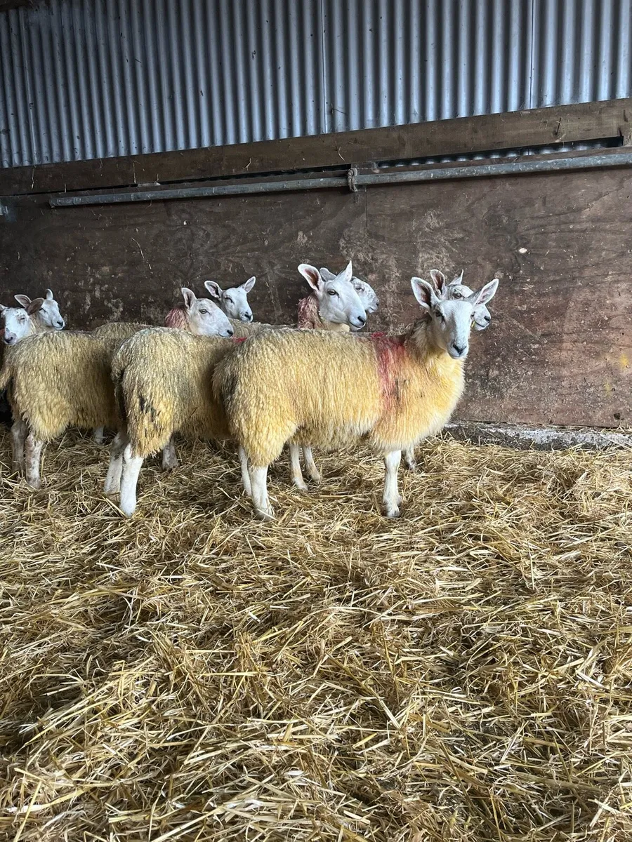 BFL/NNC Ewe lambs - Image 2