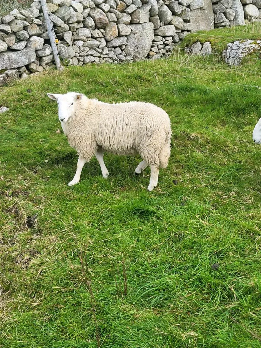 SIS Cheviot Ram Lambs - Image 3