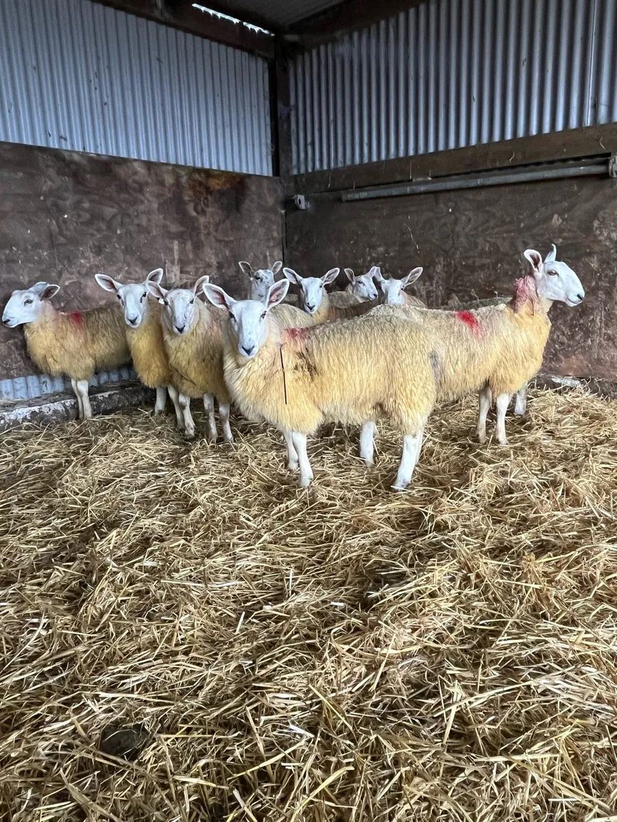 BFL/NNC Ewe lambs - Image 3