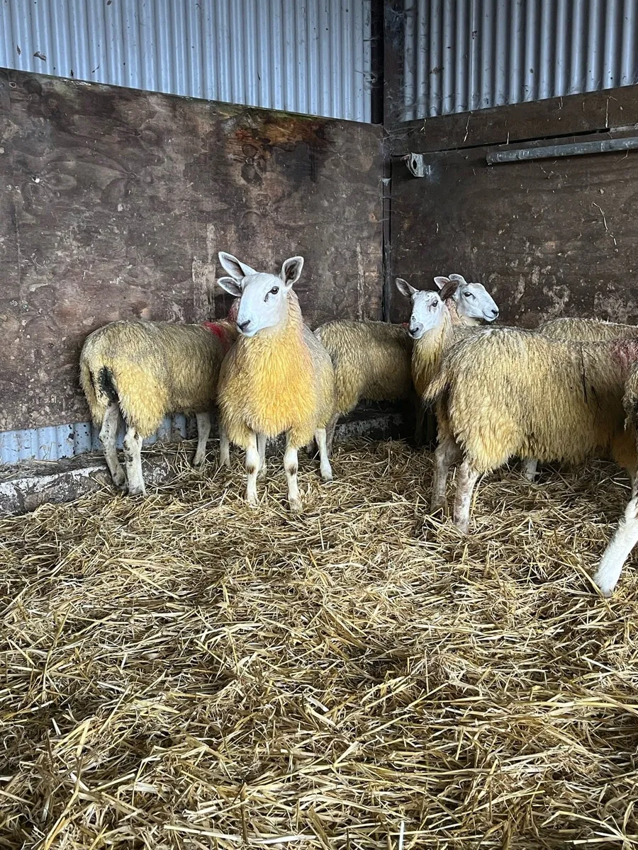 BFL/NNC Ewe lambs - Image 4