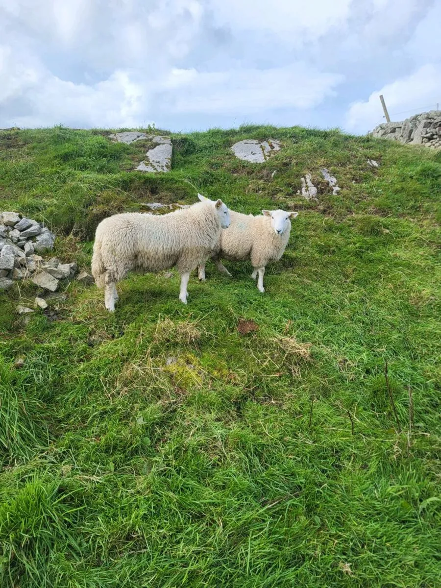 SIS Cheviot Ram Lambs - Image 4