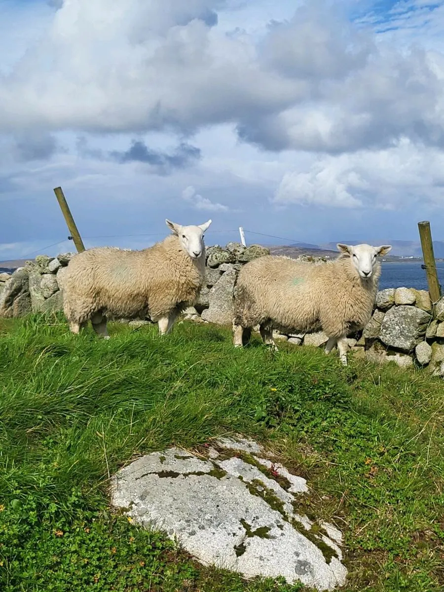 SIS Cheviot Ram Lambs - Image 1