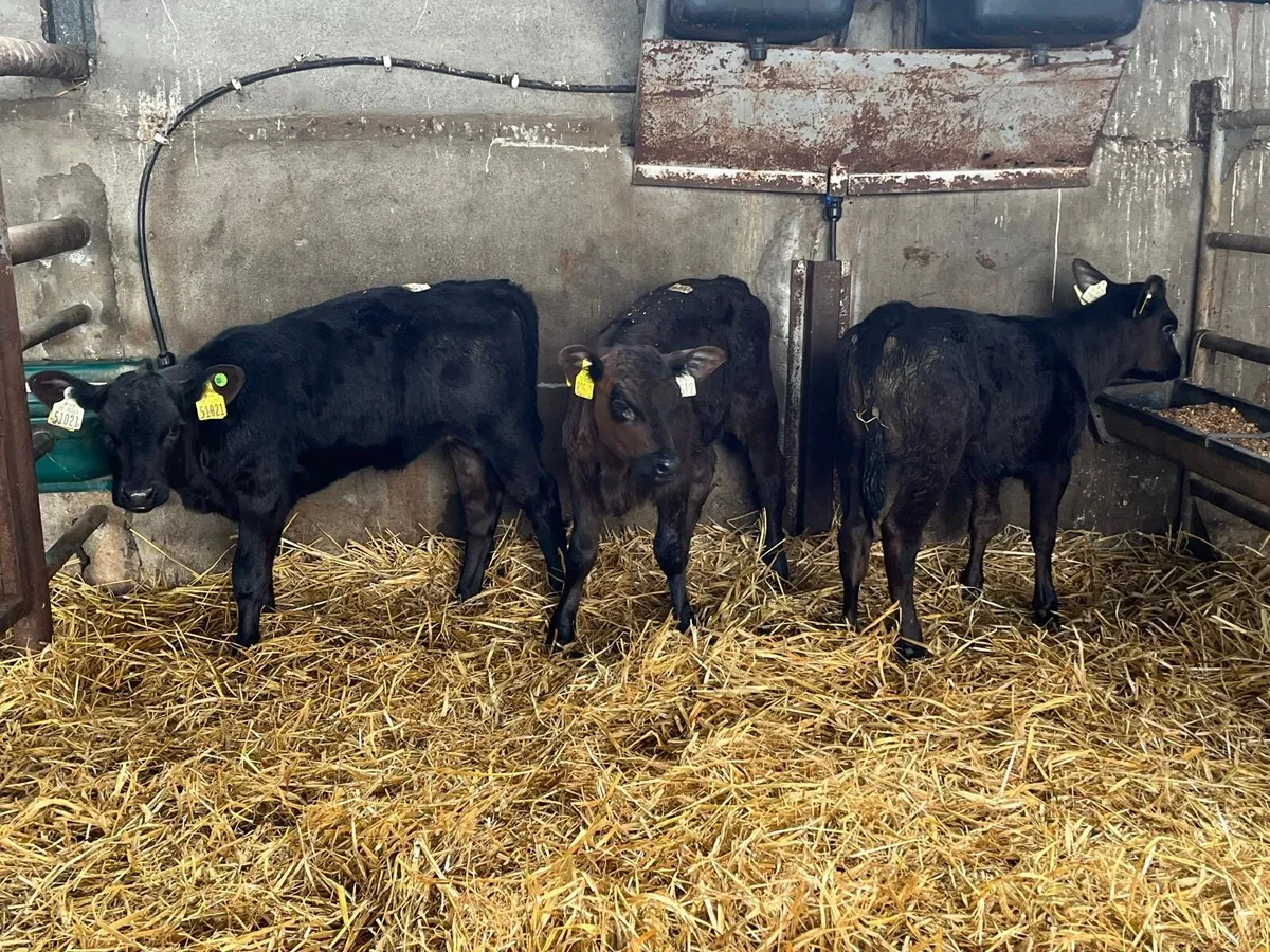 4 strong Angus  once a day  calf’s - Image 1