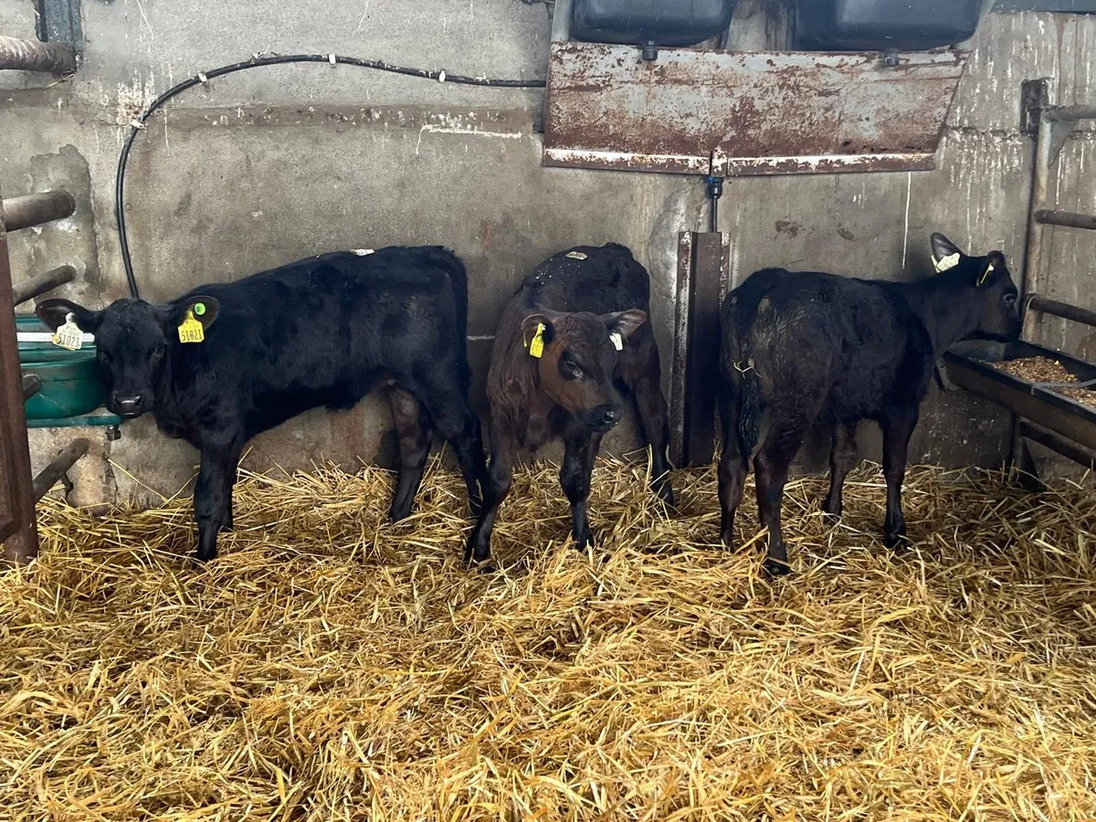 4 strong Angus  once a day  calf’s - Image 2