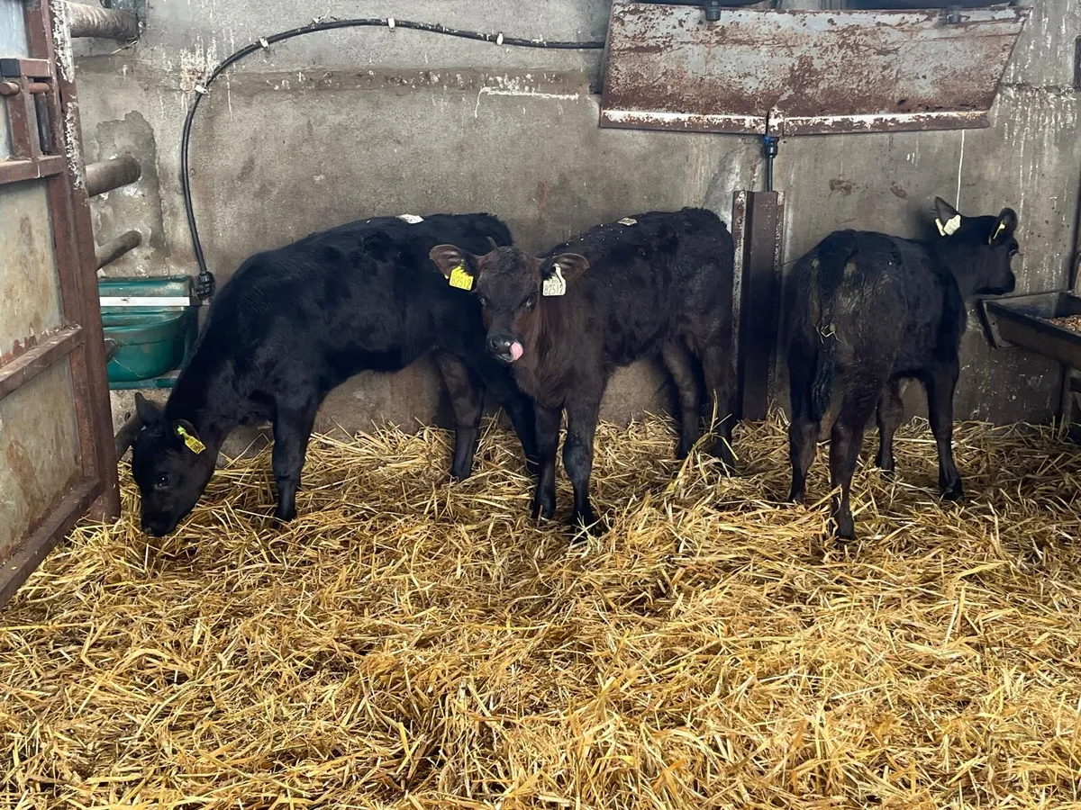 4 strong Angus  once a day  calf’s - Image 3