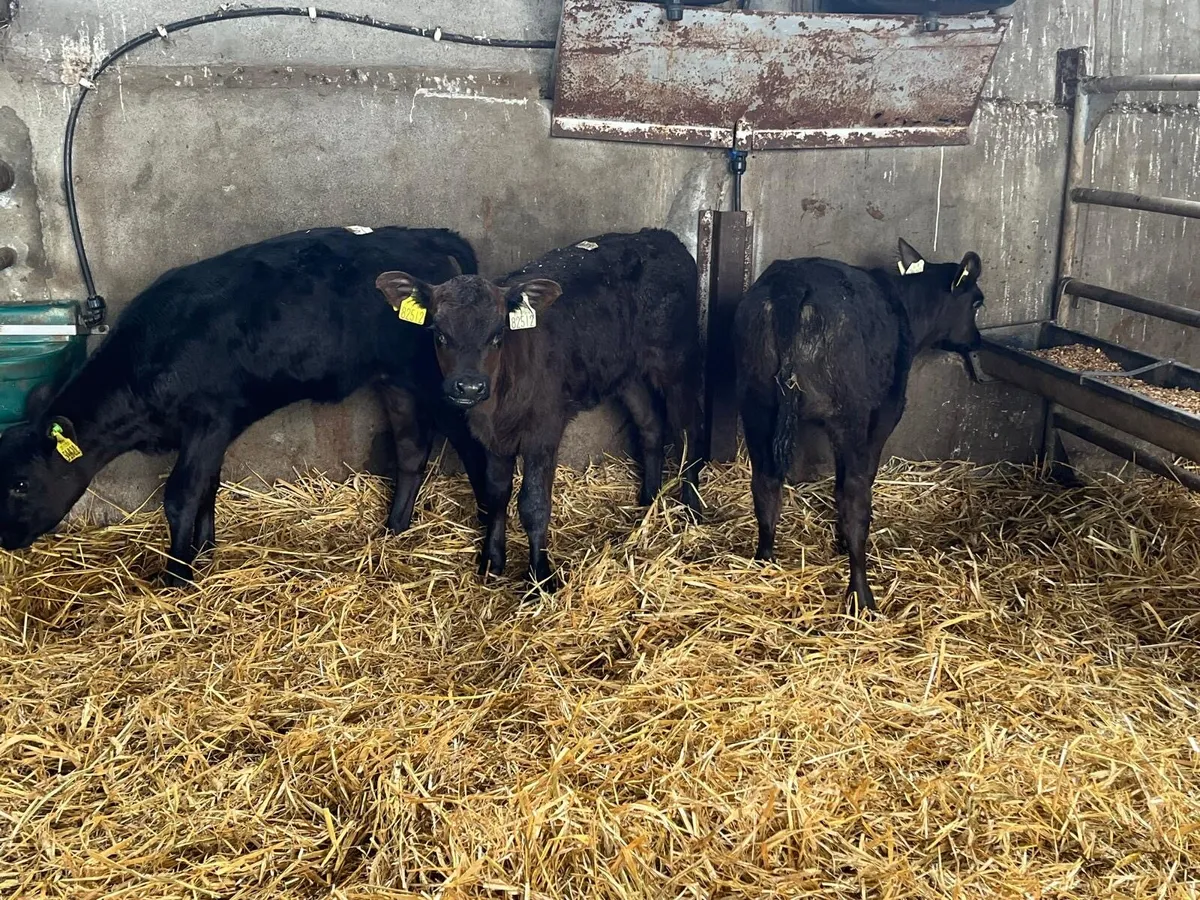4 strong Angus  once a day  calf’s - Image 4