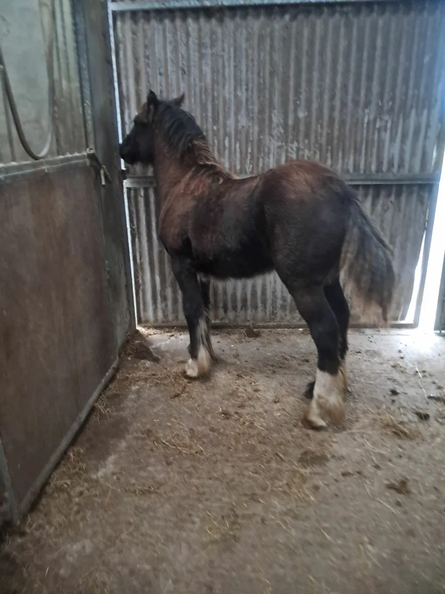 Filly foal - Image 3