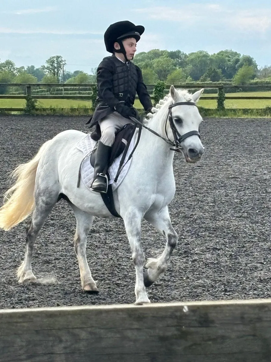 Stunning Lead Rein pony - Image 1