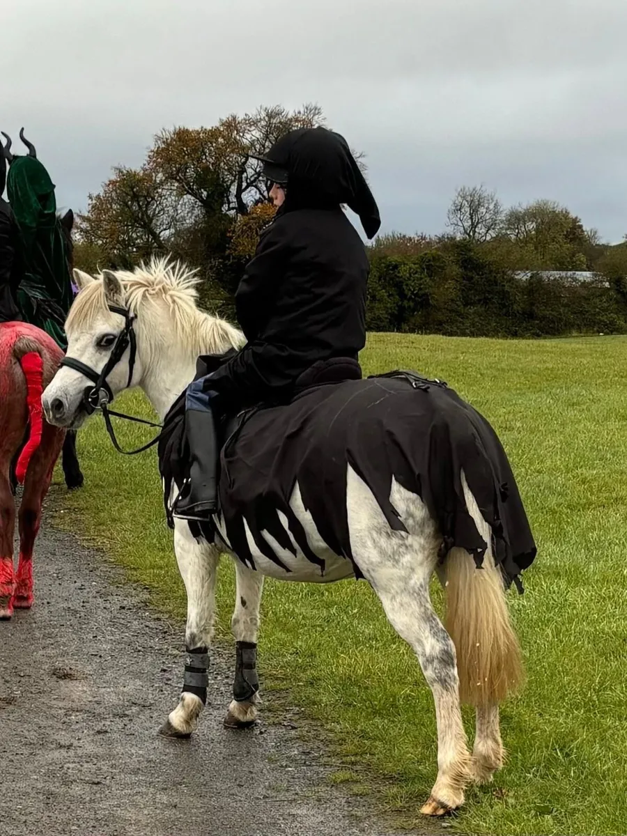 Stunning Lead Rein pony - Image 2