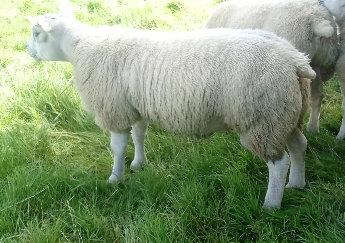 Texel Ram Lambs - Image 2