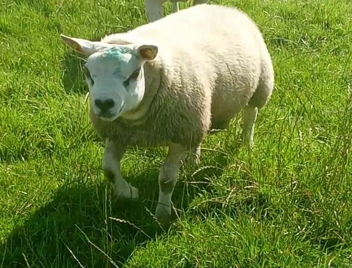 Texel Ram Lambs - Image 3