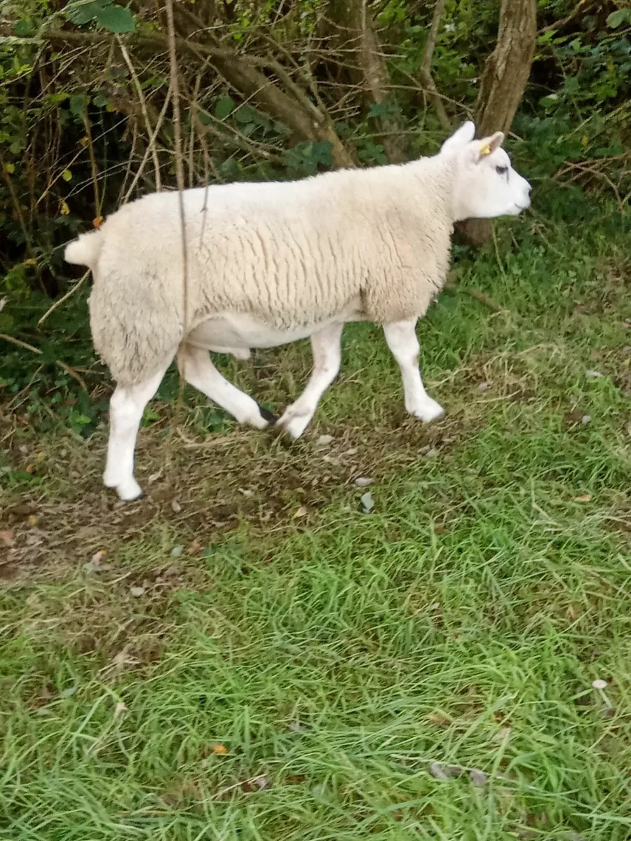 Texel Ram Lambs - Image 4