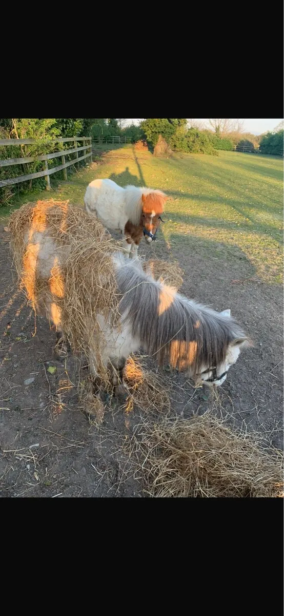 Free! Miniature ponies (pair only) - Image 1