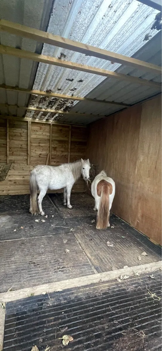 Free! Miniature ponies (pair only) - Image 2
