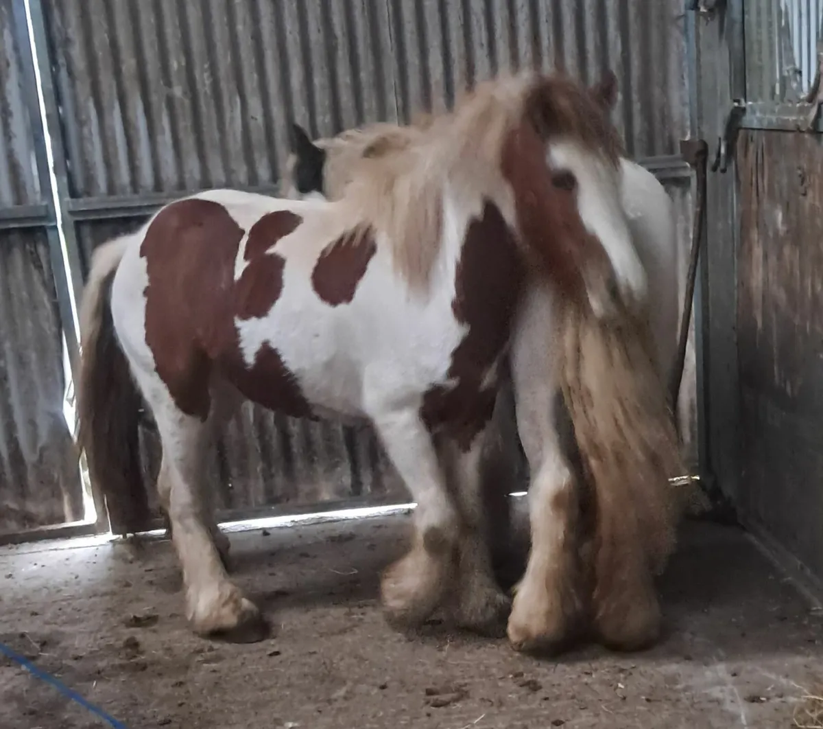 Colts - Image 1