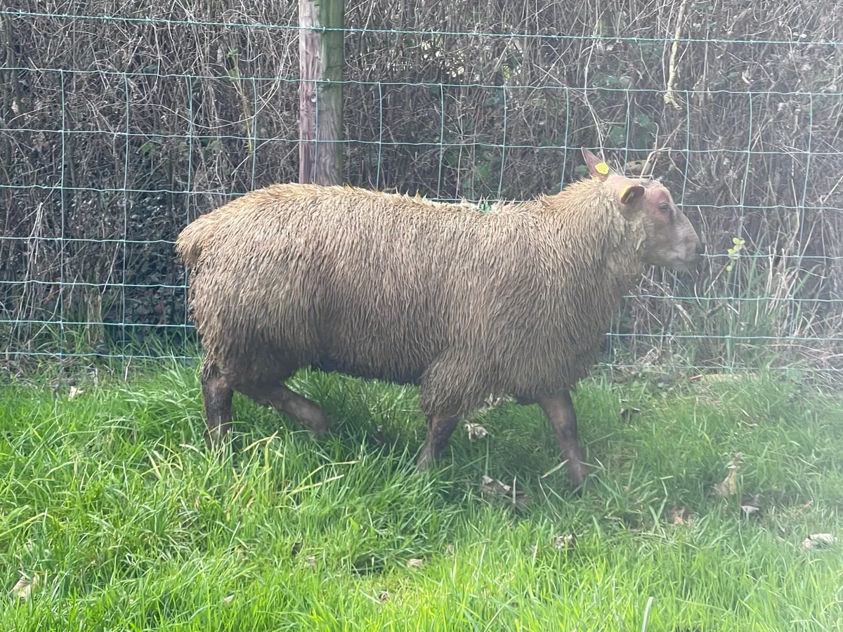 SIS approved PBR Charollais Ram Lamb - Image 1