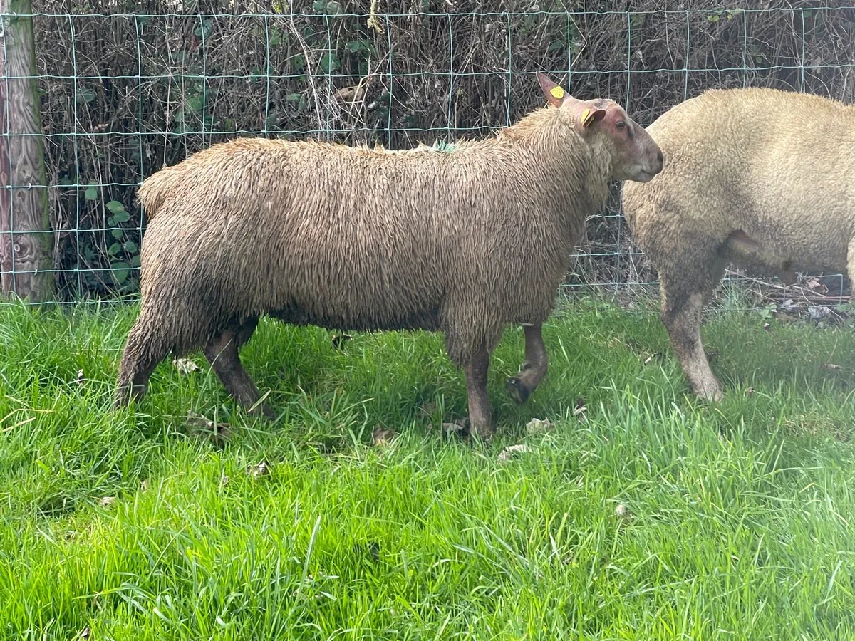 SIS approved PBR Charollais Ram Lamb - Image 2