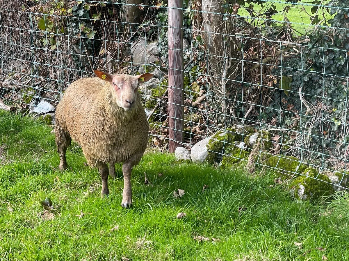 SIS approved PBR Charollais Ram Lamb - Image 3