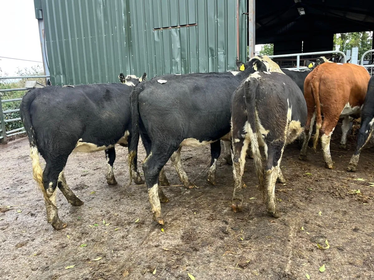 14 super 450 kg Hereford heifers - Image 1