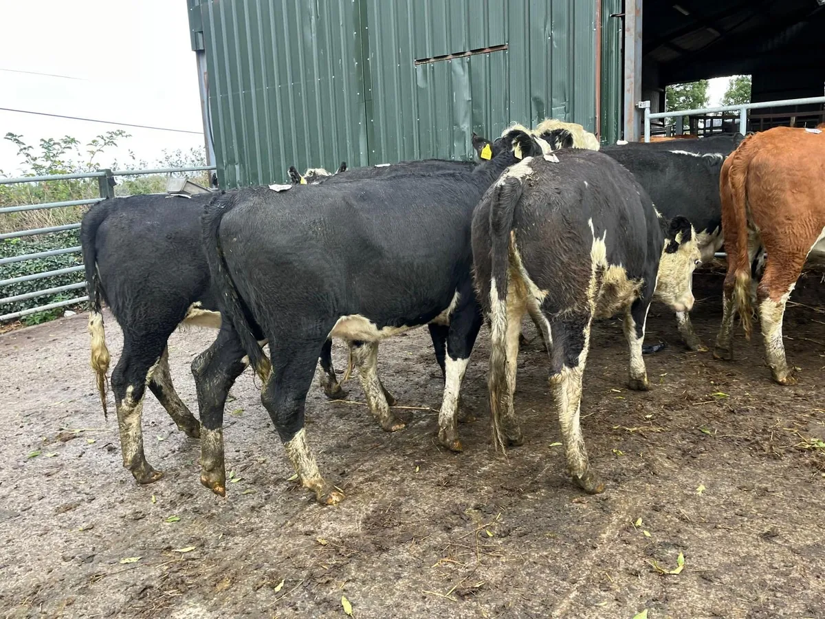 14 super 450 kg Hereford heifers - Image 2