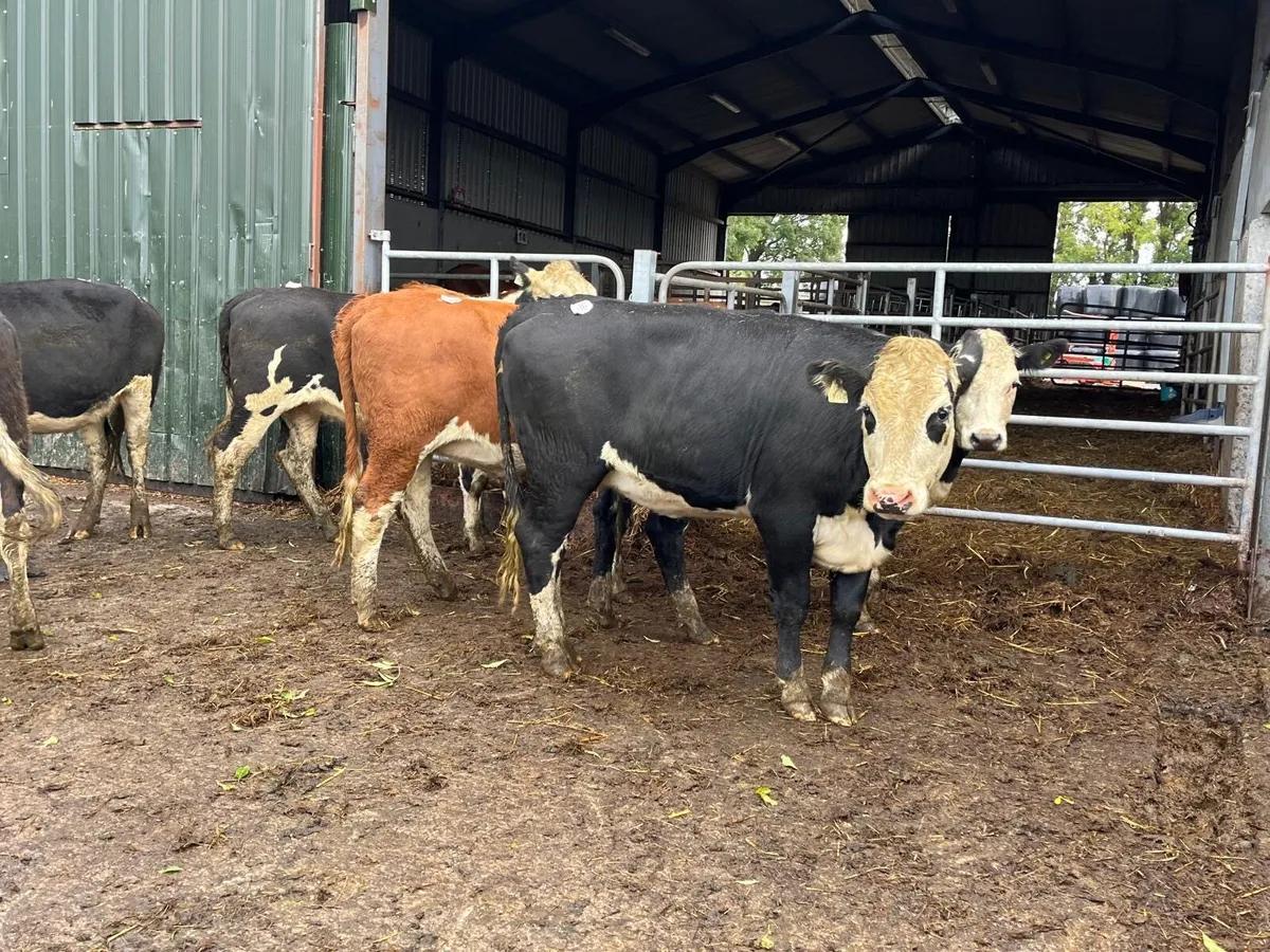 14 super 450 kg Hereford heifers - Image 4