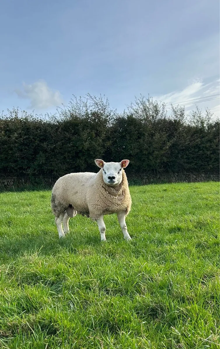 PBR texel ram lamb - Image 1