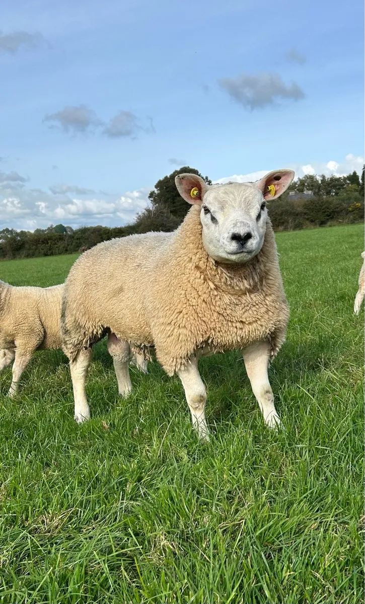 PBR texel ram lamb - Image 2
