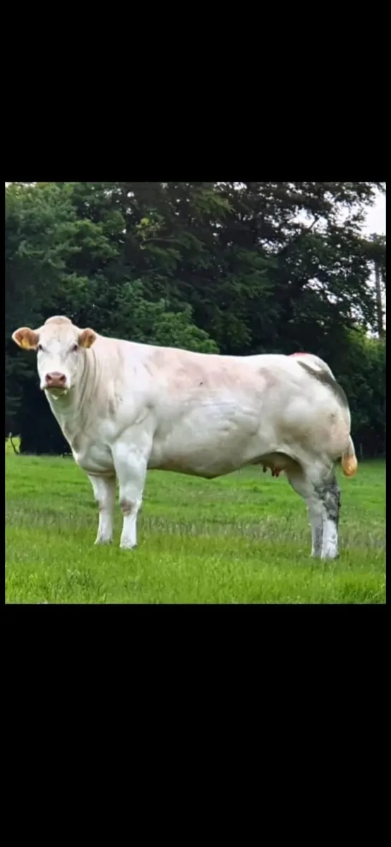 Pedigree Blonde D'Aquitaine Cow - Image 1
