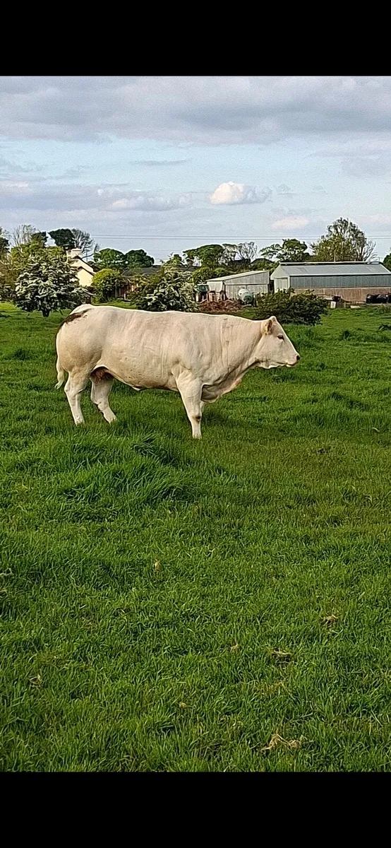 Pedigree Blonde D'Aquitaine Cow - Image 2