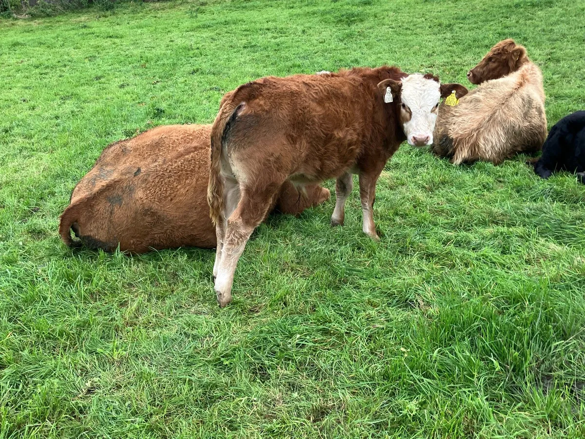 LM Weanling Bull - Image 3